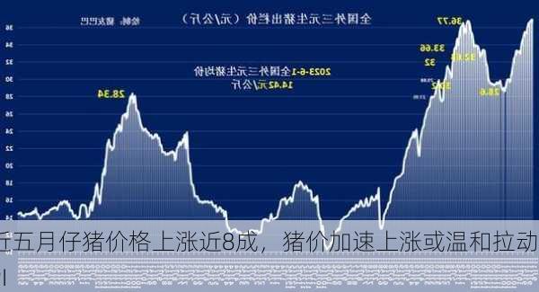 近五月仔猪价格上涨近8成，猪价加速上涨或温和拉动CPI